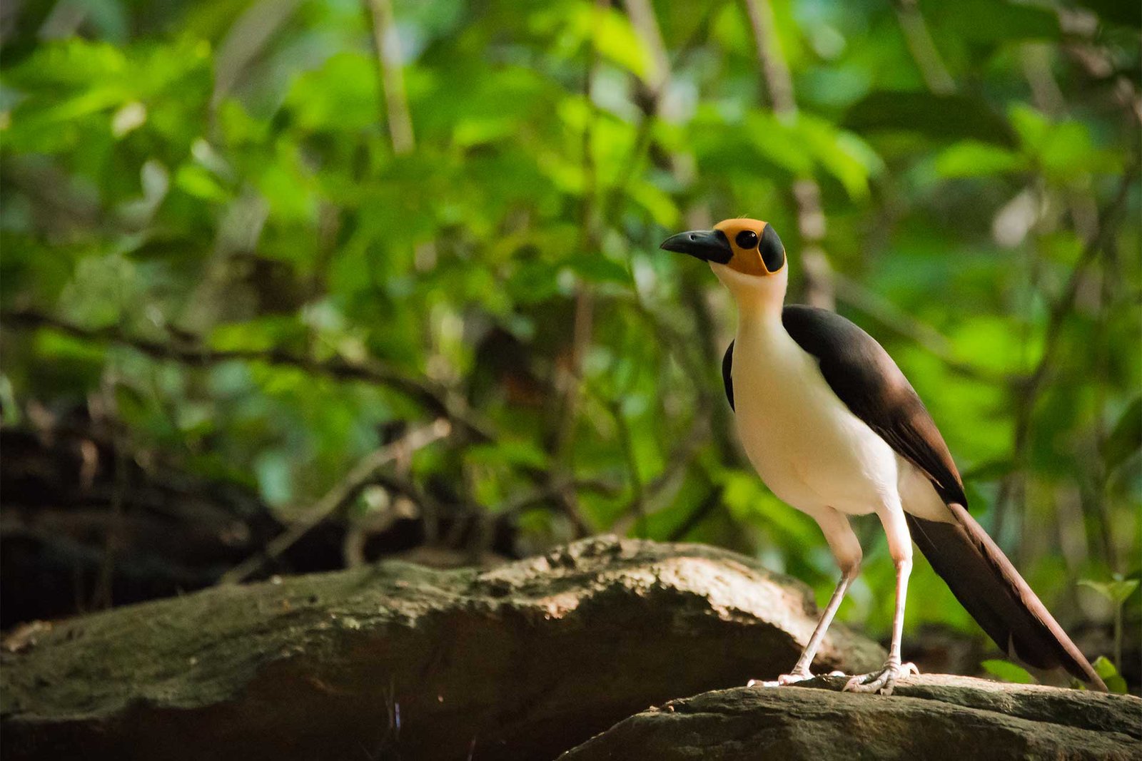 White-necked Picathartes 
