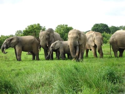 Ghana Wildlife Tours