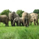 Ghana-Tours-Elephants