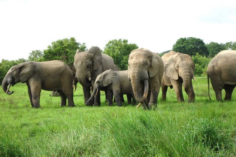 Ghana-Tours-Elephants