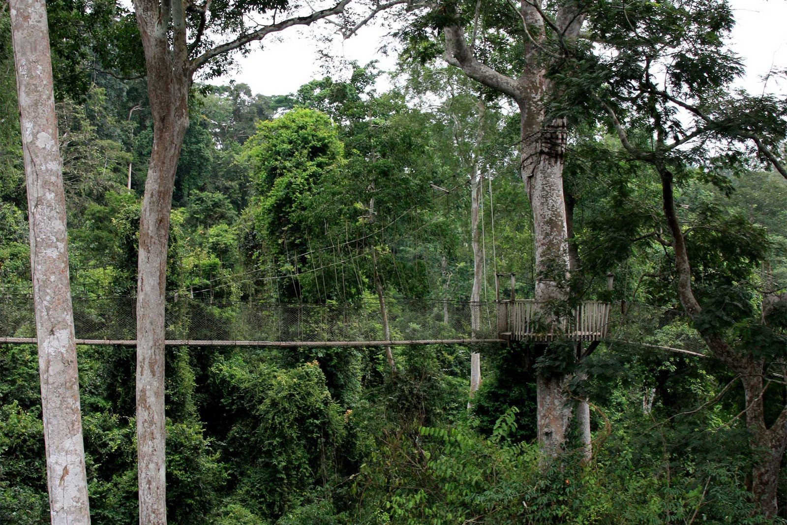 Treetops
