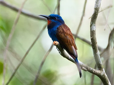 Ghana Birding & Nature Tours