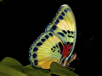 Ghana Butterfly Tours