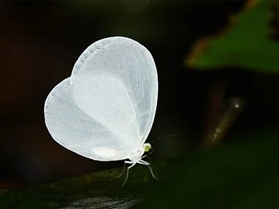 Ghana Butterfly