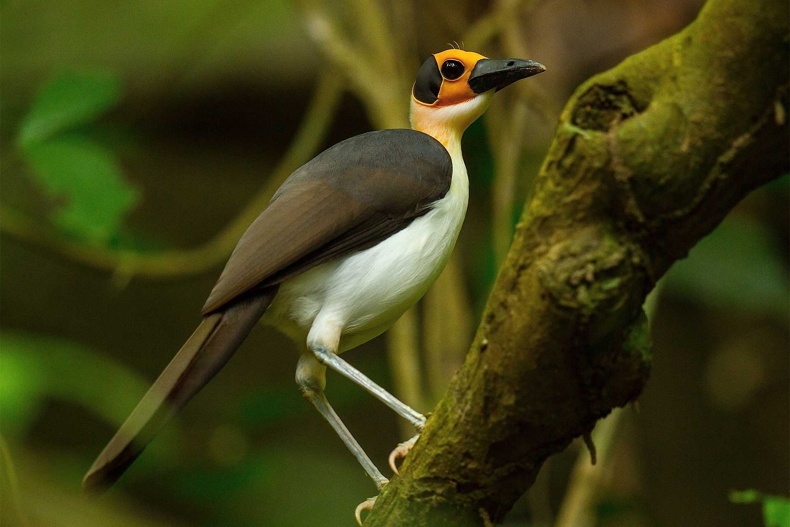 Ghana Birding & Nature Tour – 23 Days
