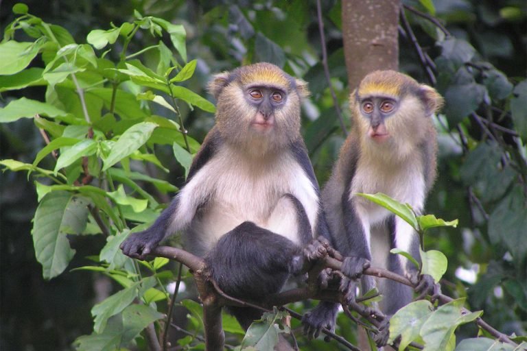 Ghana-Day-Tours-Header
