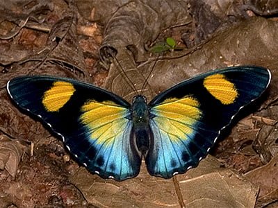 Ghana Butterfly Tours