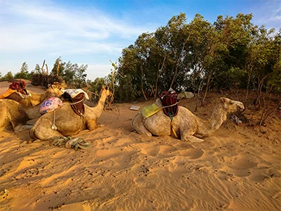 Camel in the desert of Lompoul