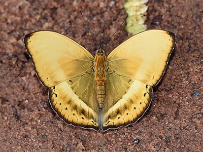 Ghana Butterfly Tours