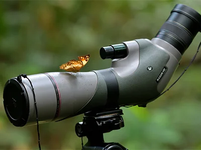 Ghana Butterfly Tours