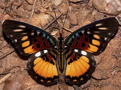 Ghana Butterfly Tours