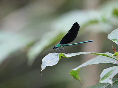 Image O Ghana Dragonfly Tours