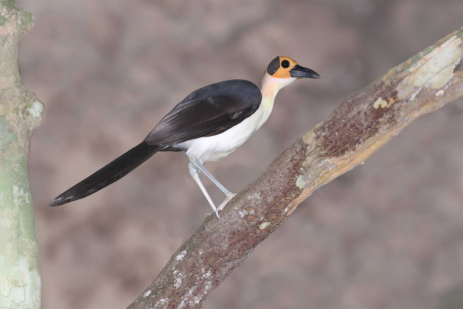White-necked Rockfowl (Picathartes gymnocephalus)