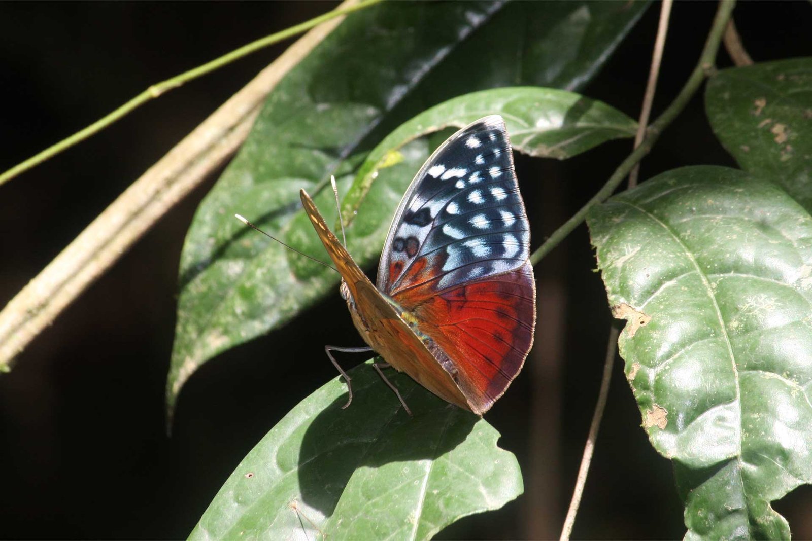 liberia-tours-header-7