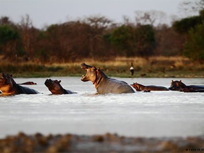 Hippos