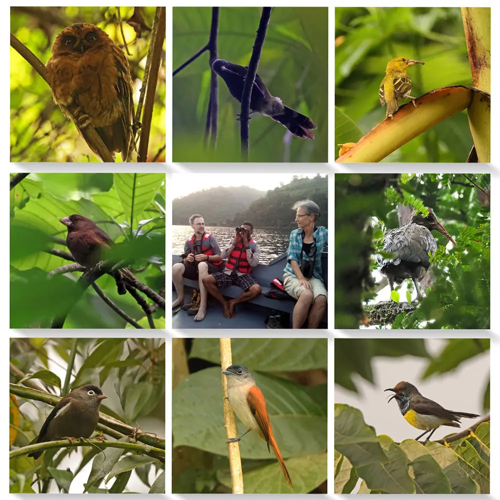 Collage of birds
