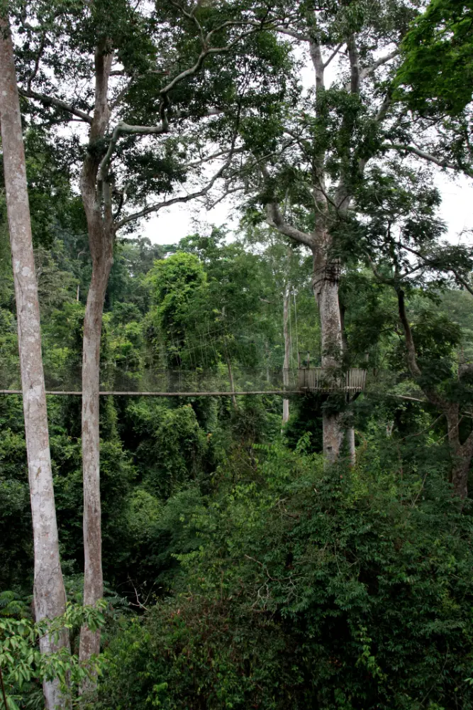 Walk the Canopy at Kakum National Park