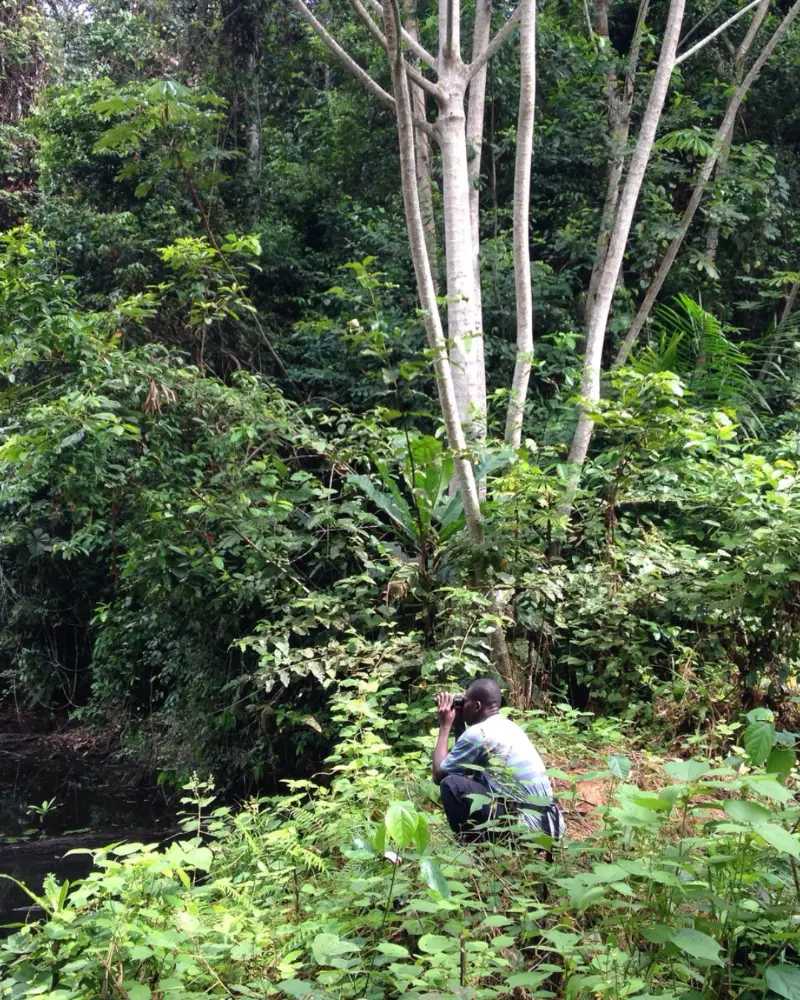 Birdwatching in Ankasa Conservation Area
