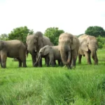 Walk with Elephants at Mole National Park