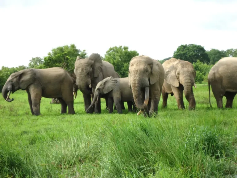 Walk with Elephants at Mole National Park