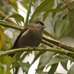 Black-capped Speirops photo credit Neil Bowman