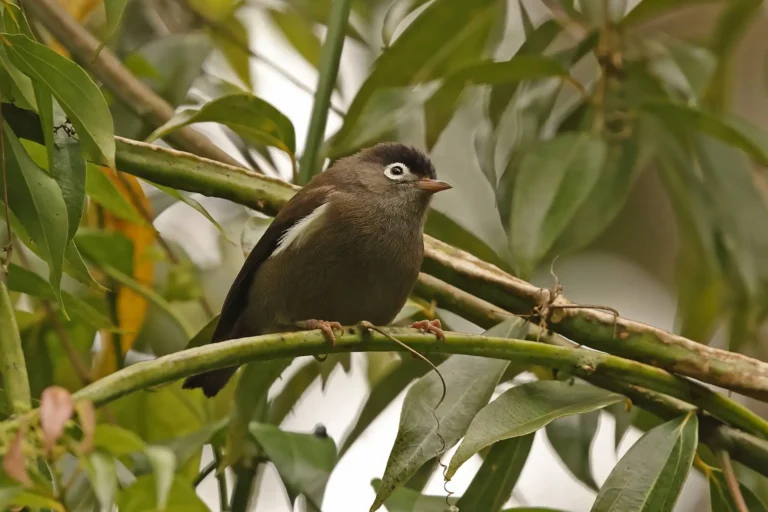 Black-capped Speirops photo credit Neil Bowman