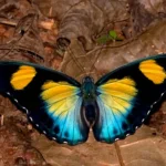 Ghana-9a Euphaedra janetta Kwabina Sam 04-27-2018 165m Ashanti Region Bronikrom Ghana Africa Photo credit Bill Berthet