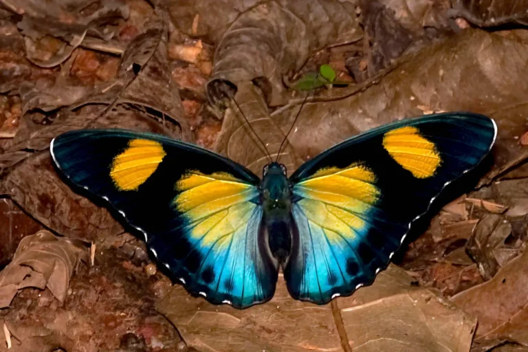 Ghana-9a Euphaedra janetta Kwabina Sam 04-27-2018 165m Ashanti Region Bronikrom Ghana Africa Photo credit Bill Berthet