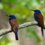 Ghana-Blue-headed Bee-eater (Photo credit Lucas Lombardo)