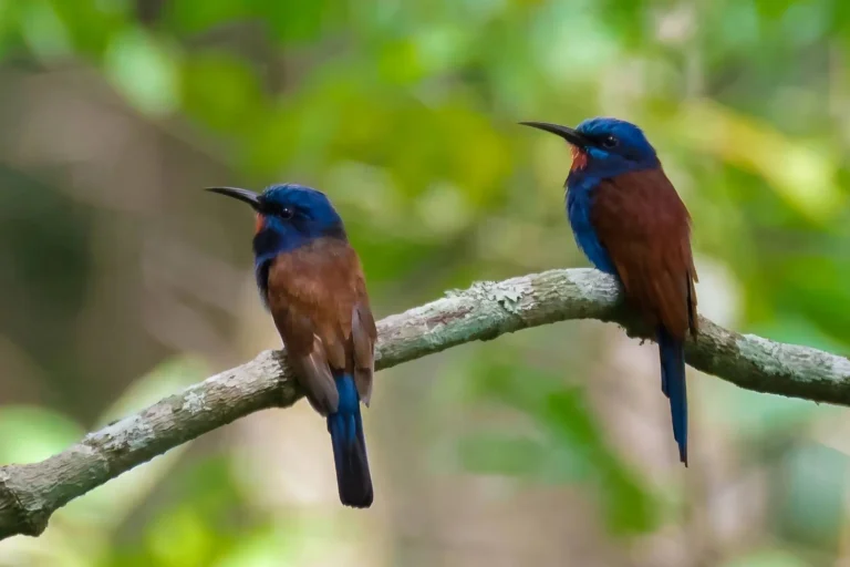 Ghana-Blue-headed Bee-eater (Photo credit Lucas Lombardo)