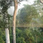 Ghana-Canopy side view