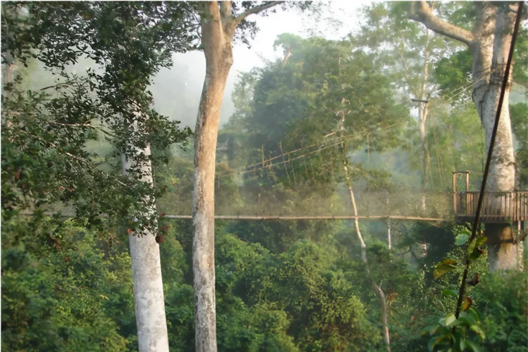 Ghana-Canopy side view