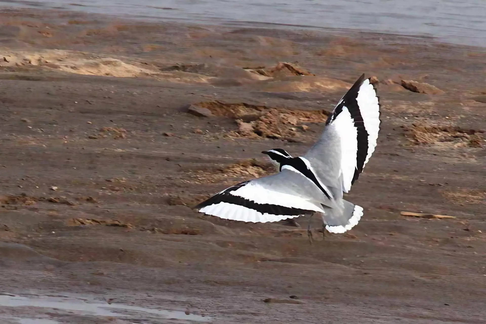 Ghana-Egyptian-Plover-in-Flight