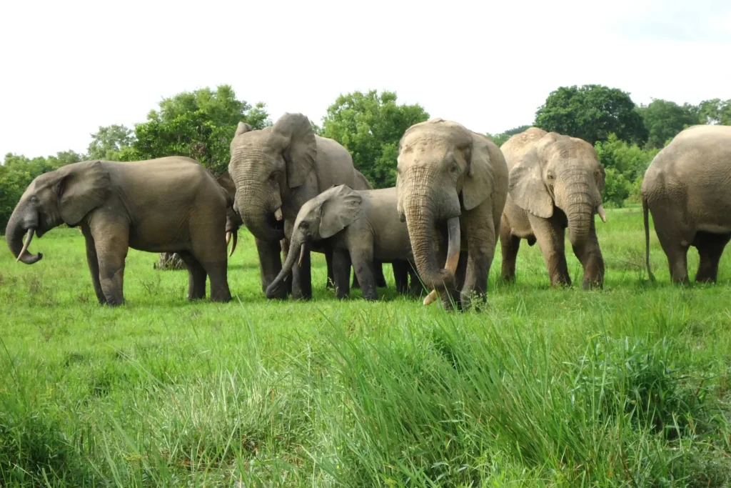 Elephants Mole National Park
