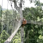 Ghana-Kakum Canopy Walk (8)