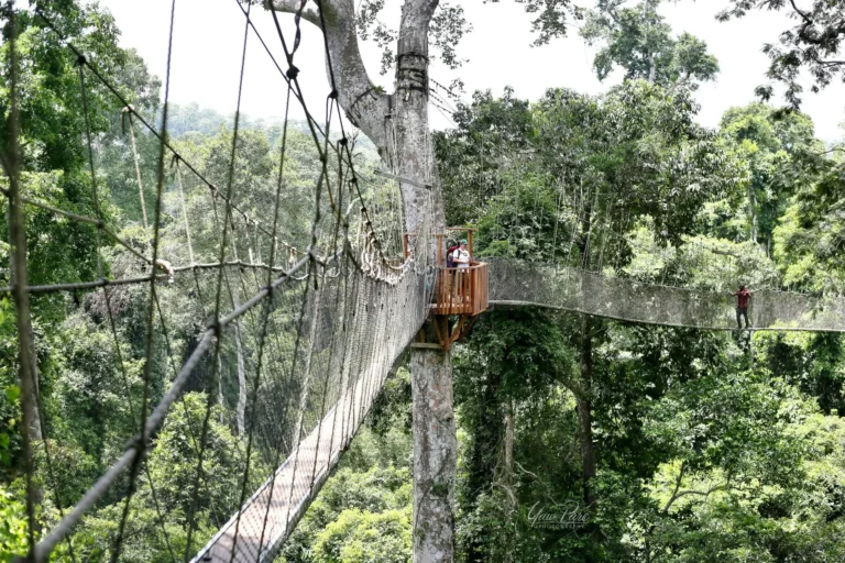 Ghana-Kakum Canopy Walk (8)