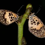 Ghana-Liptena similis Bunso Arboretum 05-05-2018 277m Eastern Region Ghana Africa photo credit Bill Berthet
