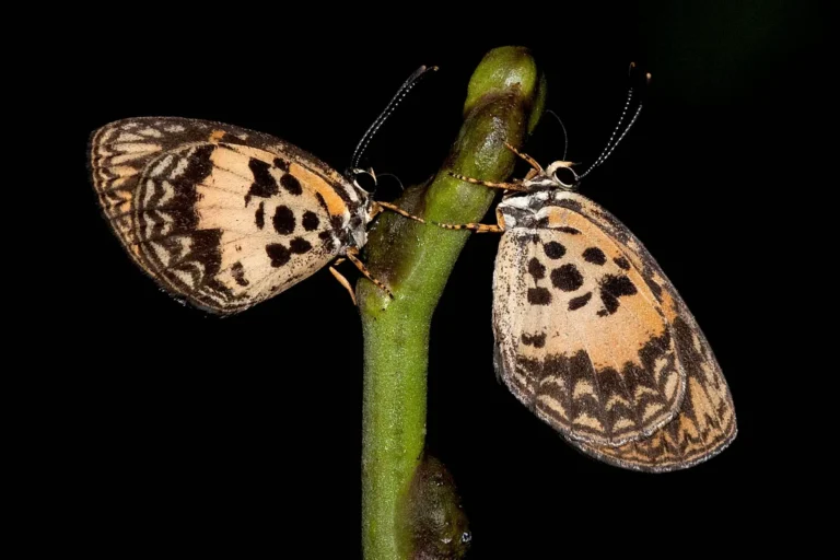 Ghana-Liptena similis Bunso Arboretum 05-05-2018 277m Eastern Region Ghana Africa photo credit Bill Berthet