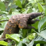 Ghana-Long-tailed Pangolin A
