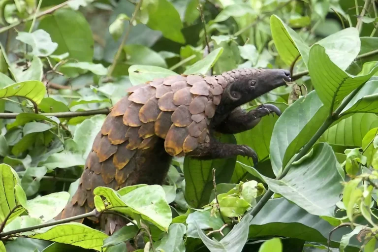 Ghana-Long-tailed Pangolin A