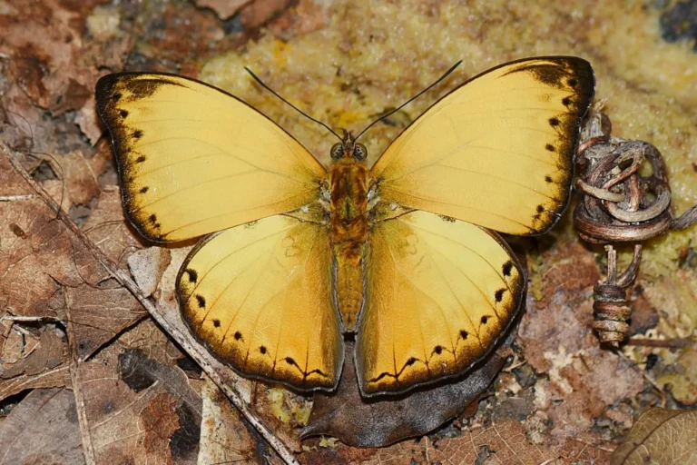 Ghana-Photo credi Sudheer 8