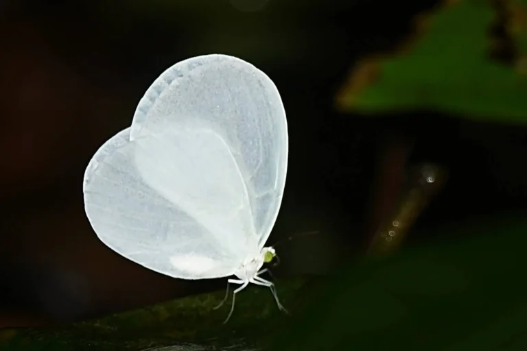 Ghana-Photo credit Sudheer 9