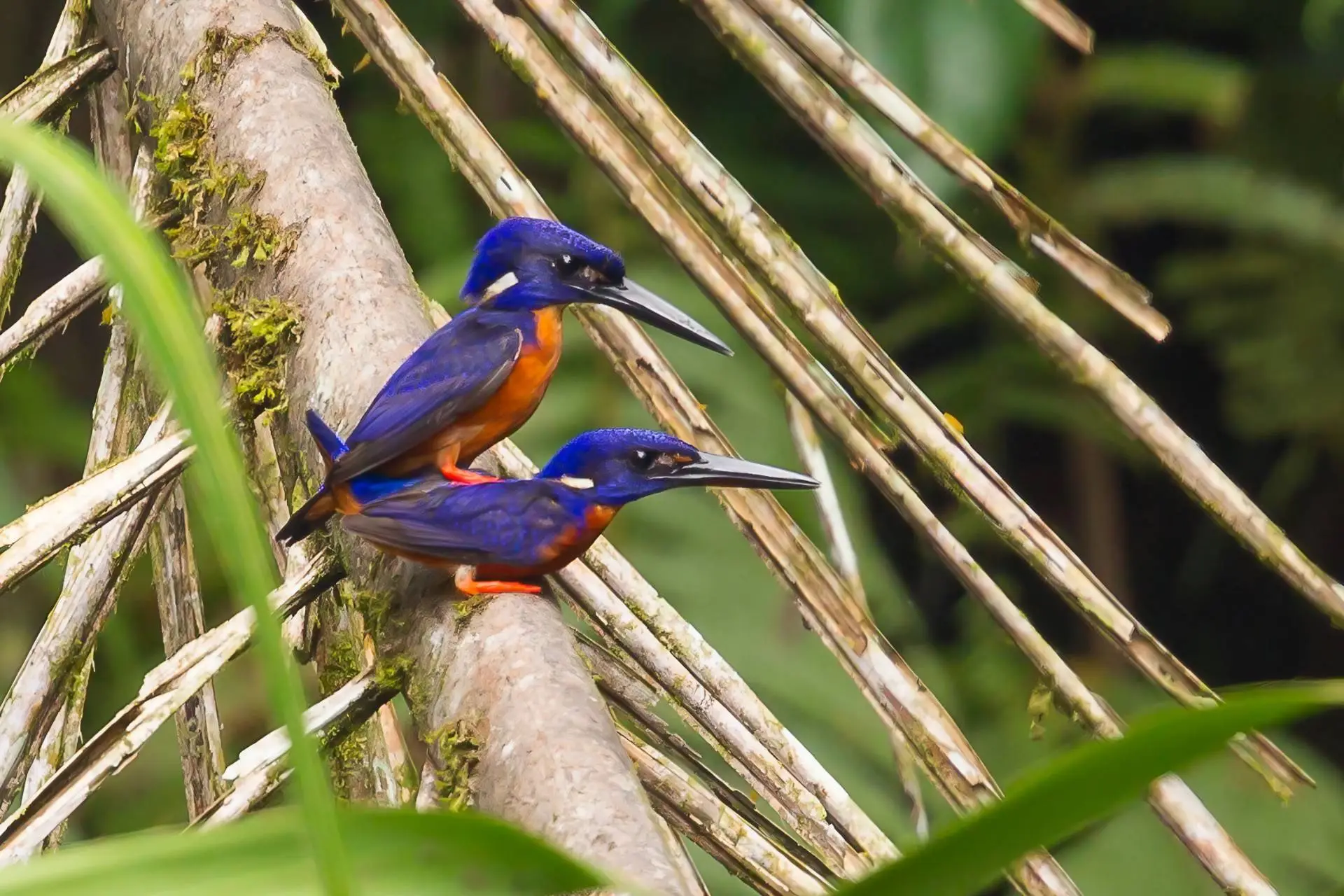 Shining-blue Kingfishers (Alcedo quadribrachys)