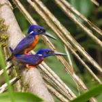 Ghana-Shining Blue Kingfisher (photo credit Willie De Vries)(1)