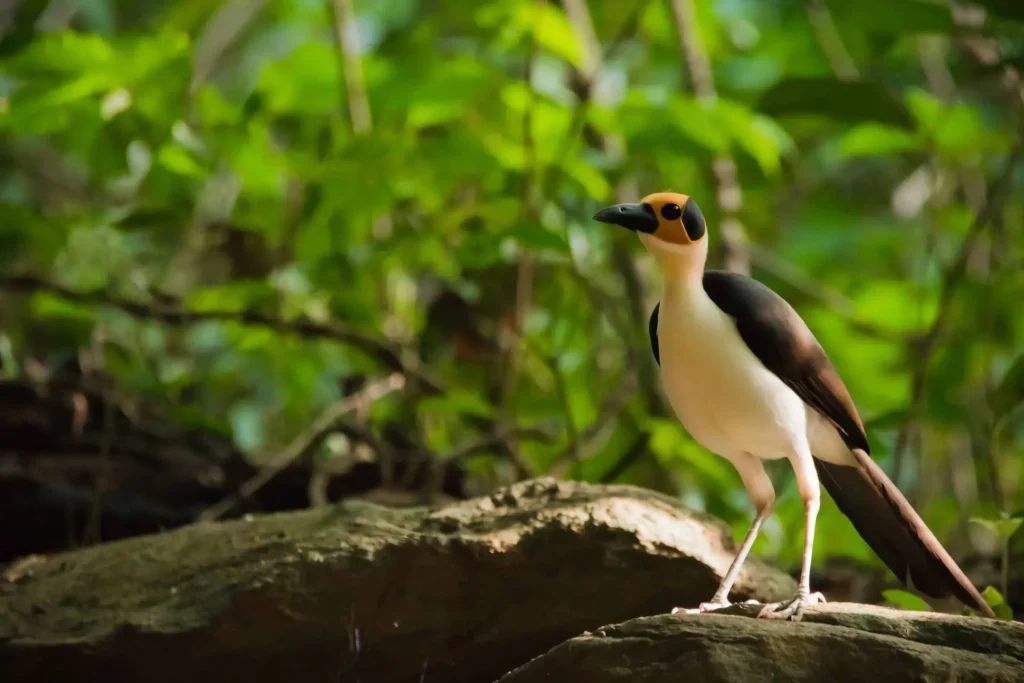 Ghana Yellow headed Picathartes Photo credit Lucas Lombardo