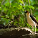 Ghana-Yellow-headed Picathartes (Photo credit Lucas Lombardo)