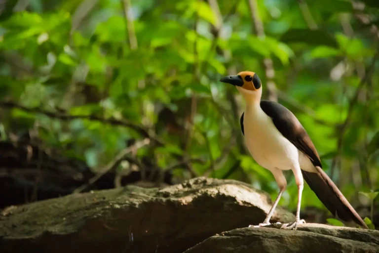 Ghana-Yellow-headed Picathartes (Photo credit Lucas Lombardo)