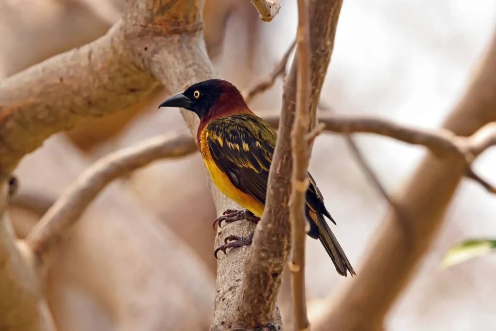 Giant Weaver