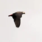 Grey Parrot -neil Bowman