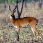 Image - N - Customized Wildlife Tours